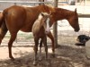 Horse for sale: Kara Doc Baby