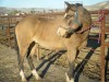 Horse for sale: Drifting Images