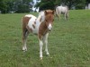 Horse For Sale: MINIATURE HORSE FOALS- Photo 1