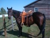Horse For Sale: Buckwheat- Photo 1