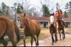 Horse for sale: Ranch, Trail and Kid Horses
