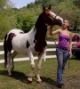 Horse for sale: Kochese