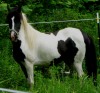 Horse SOLD: Lucy- Photo 1