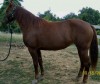 Horse SOLD: Sassy- Photo 1