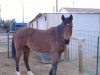 Horse for sale: Misty