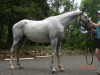 Horse For Sale: Carni Ends Well- Photo 1