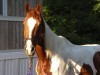 Horse for sale: Paint horses