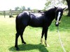 Horse For Sale: Hustla- Photo 1