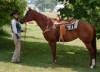 Horse For Sale: Impressive LA Spirit- Photo 1