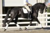 Horse For Sale: Bruce- Photo 1