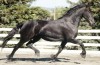 Horse For Sale: Max- Photo 1
