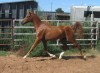 Horse For Sale: CE Double Dose- Photo 1