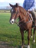 Horse For Sale: Genuine Doc Fly- Photo 1