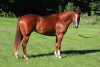 Horse For Sale: Eddie- Photo 1