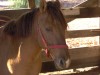 Horse For Sale: Rebel- Photo 1