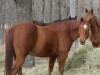 Horse For Sale: Okie Star Leo- Photo 1