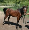 Horse SOLD: Amir- Photo 1