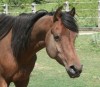 Horse For Sale: The Gabbro (Rocky)- Photo 1