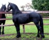 Horse For Sale: Henry- Photo 1