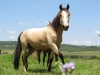 Horse For Sale: Misty- Photo 1