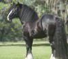 Horse for sale: Black Day Rover