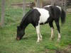 Horse For Sale: Mariah- Photo 1