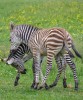 Horse For Sale: Young Zebras ready to go.- Photo 1