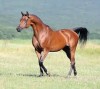 Horse for sale: shergar
