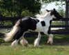 Horse for sale: hannah