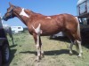 Horse for sale: Apache