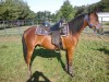 Horse for sale: halim magic fantasy 