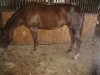 Horse for sale: Coolsified Candy