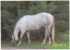 Horse for sale: IVORY'S GRAY JOY'S