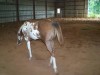 Horse For Sale: JUSSO BEAUTIFUL- Photo 1