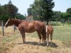 Horse for sale: MS LUCKY TRADITION