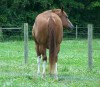 Horse For Sale: Ms Titan Tradition- Photo 1