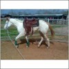 Horse for sale: SHEZA CLASSY MINI