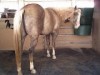Horse for sale: SHEZA INFATUATION PAGE