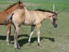 Horse for sale: LIBERTY - AQHA Grullo filly