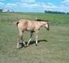 LIBERTY - AQHA Grullo filly- Photo 2