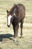Horse For Sale: unnamed Black Overo Filly- Photo 1