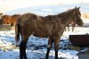 unnamed Black Overo Filly- Photo 2