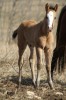 unnamed Dun Overo Colt- Photo 2