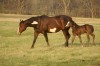 unnamed Black Overo Filly- Photo 3