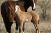unnamed Dun Overo Colt- Photo 3