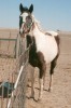 Horse for sale: HH NATIVE SQUAW