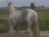 Horse For Sale: HOLLYWOOD QUANAH- Photo 1