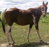 Horse for sale: Lady