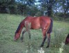 Horse for sale: Watch Texas Tea