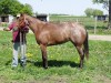Horse For Sale: High Priced Hotrod- Photo 1